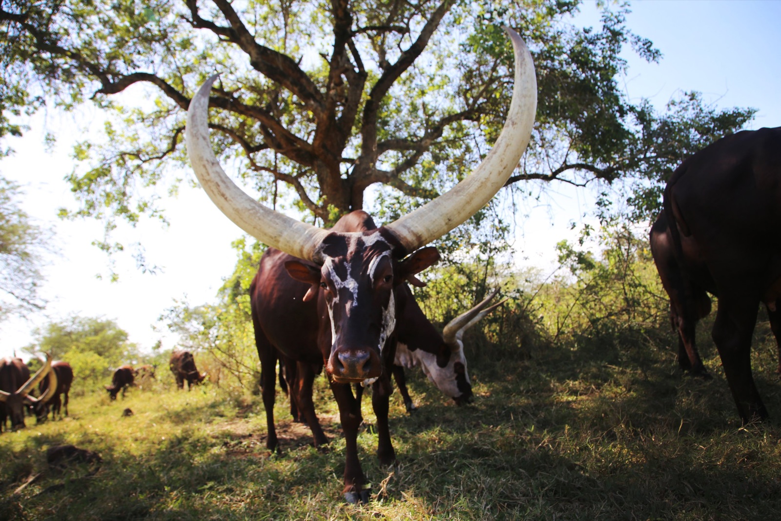 Vaches Ankole aux longues cornes sur la route d'un safari self-drive en Ouganda